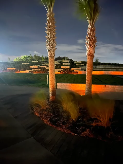 Uplighting on palm trees and planted beds at dusk